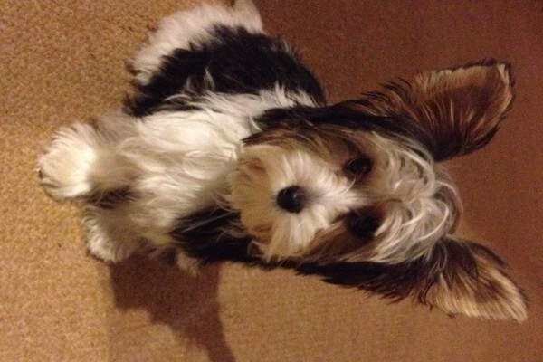 Aziza Yorkshire Terriers