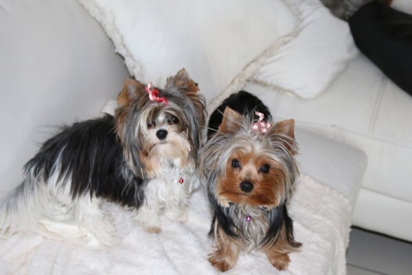 Aziza Yorkshire Terriers