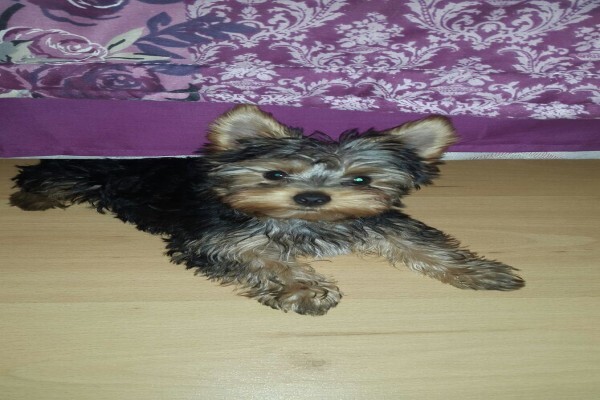 Aziza Yorkshire Terriers