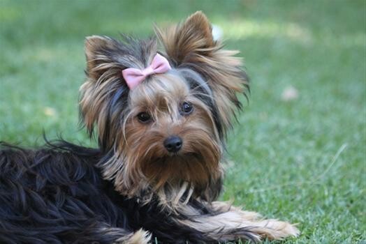 Aziza Yorkshire Terriers