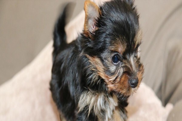 Aziza Yorkshire Terriers