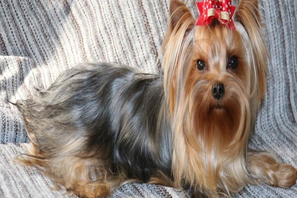 Aziza Yorkshire Terriers