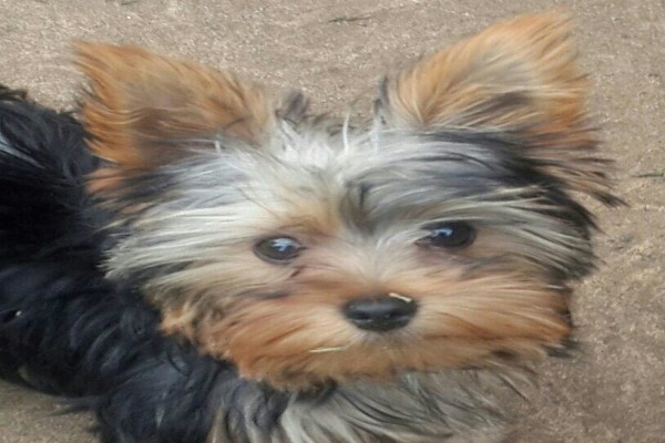 Aziza Yorkshire Terriers