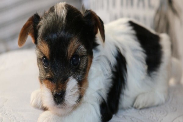 Aziza Yorkshire Terriers