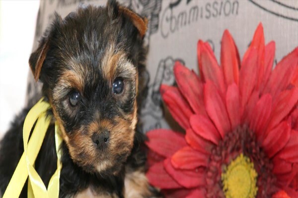 Aziza Yorkshire Terriers