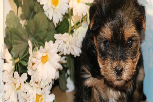 Aziza Yorkshire Terriers