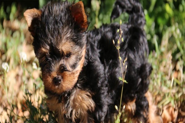 Aziza Yorkshire Terriers