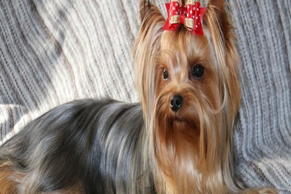 Aziza Yorkshire Terriers
