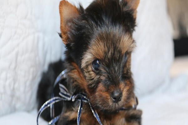 Aziza Yorkshire Terriers