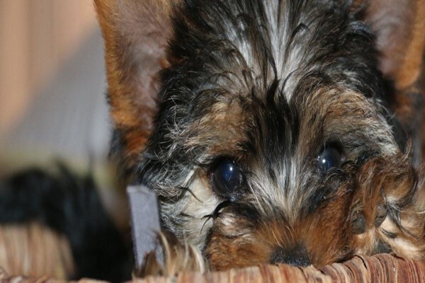 Aziza Yorkshire Terriers