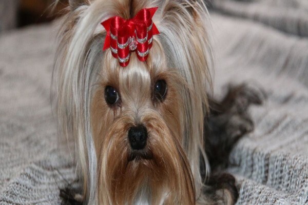 Aziza Yorkshire Terriers