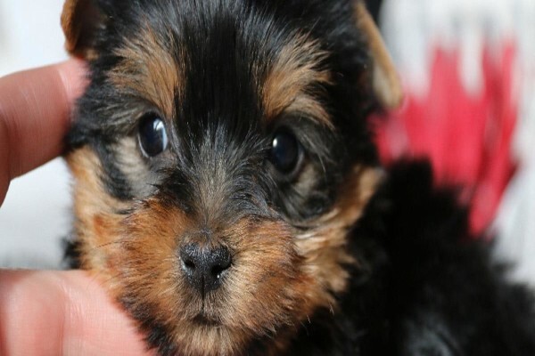 Aziza Yorkshire Terriers