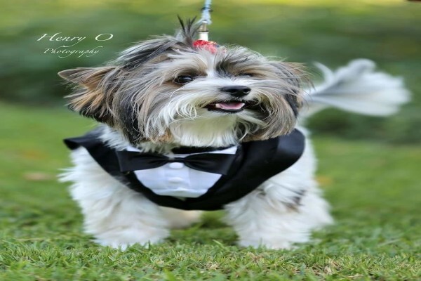 Aziza Yorkshire Terriers