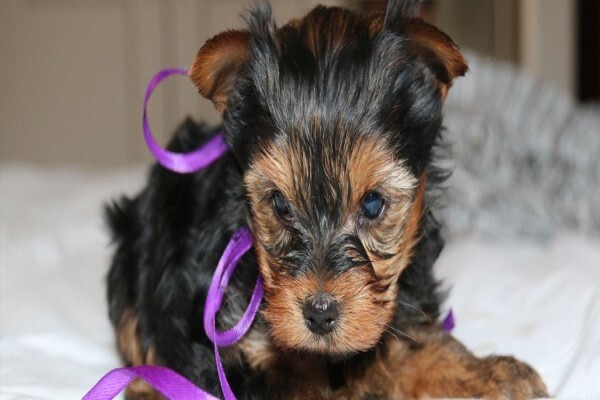 Aziza Yorkshire Terriers