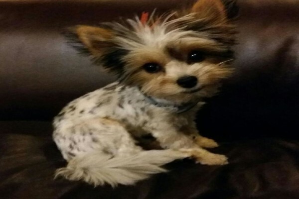 Aziza Yorkshire Terriers