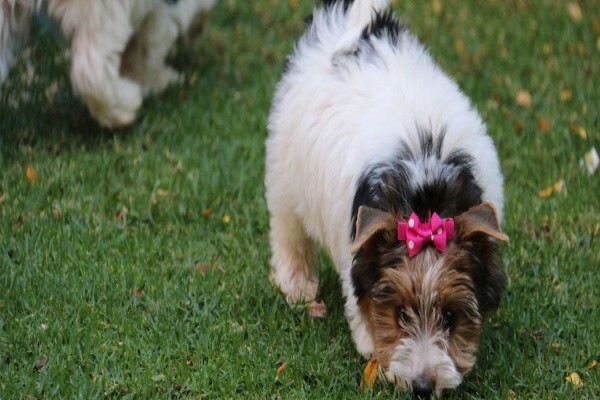 Aziza Yorkshire Terriers
