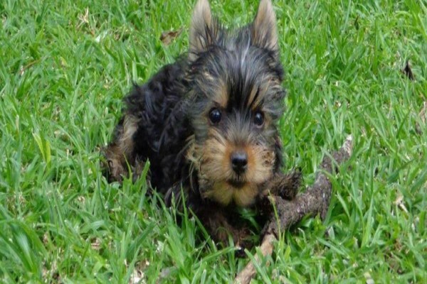 Aziza Yorkshire Terriers