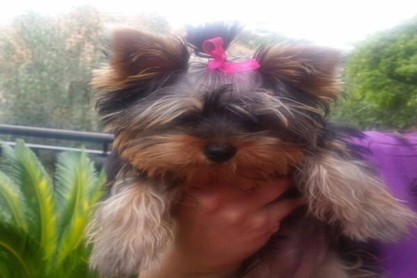 Aziza Yorkshire Terriers