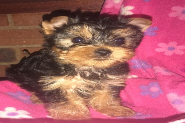 Aziza Yorkshire Terriers