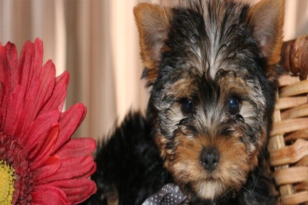 Aziza Yorkshire Terriers