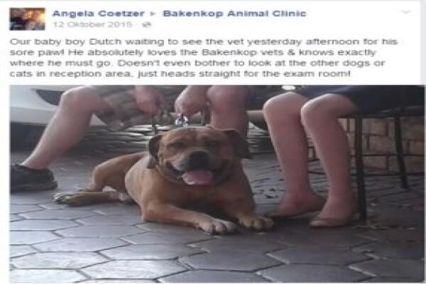Bakenkop Vet