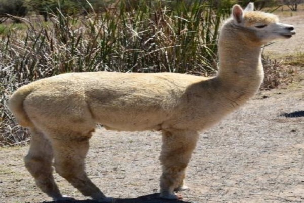 Manor House Alpacas