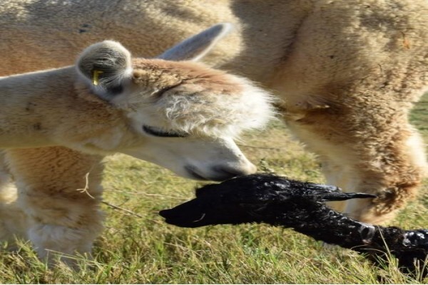 Manor House Alpacas