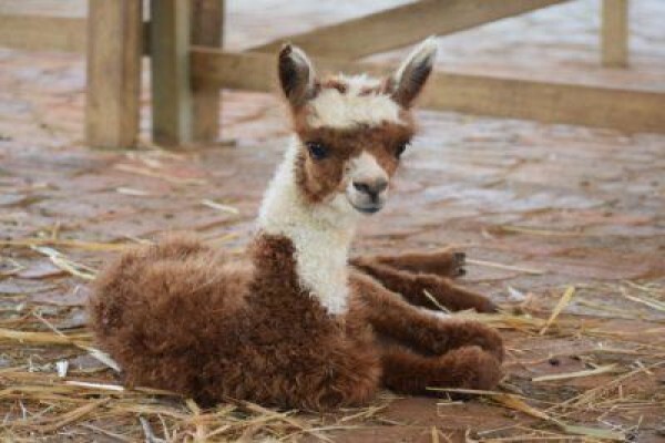 Manor House Alpacas