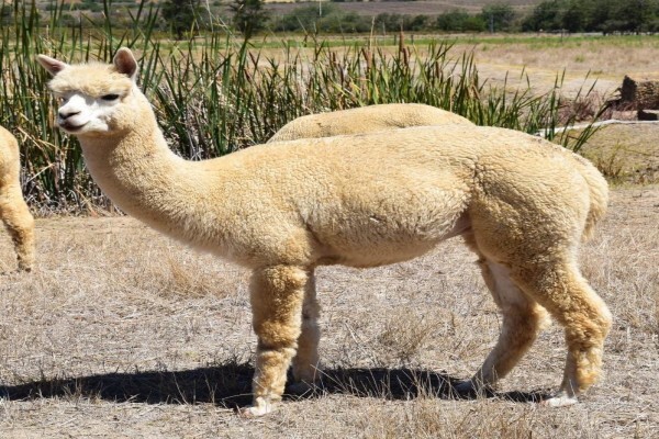 Manor House Alpacas