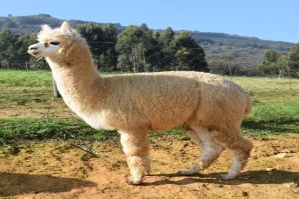 Manor House Alpacas