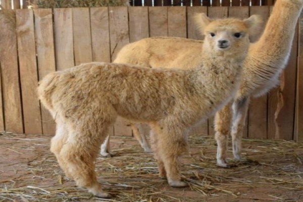 Manor House Alpacas