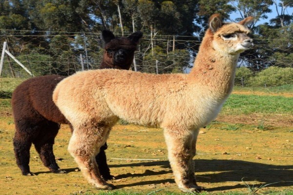 Manor House Alpacas