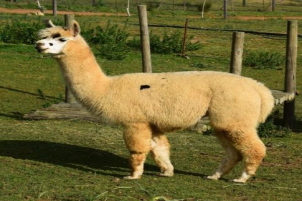 Manor House Alpacas