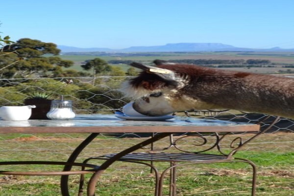 Manor House Alpacas