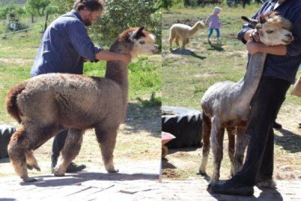 Manor House Alpacas