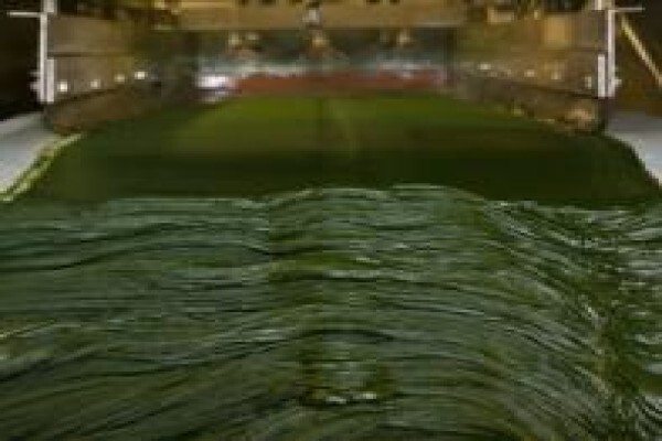 Marcus Rohrer Spirulina