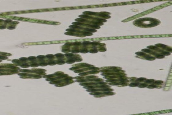 Marcus Rohrer Spirulina