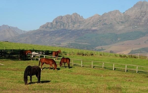 Linquenda Guest Farm & Stables