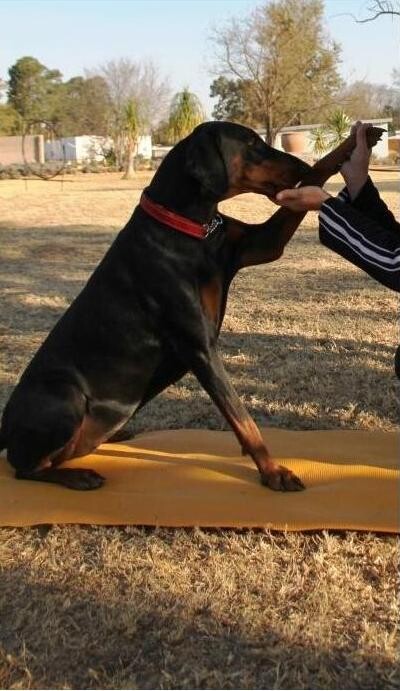 Midrand Dog Training School (Johannesburg,Gauteng Close To Centurion,Woodmead)