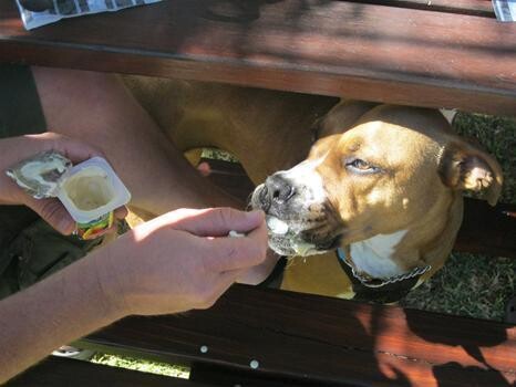 Midrand Dog Training School (Johannesburg,Gauteng Close To Centurion,Woodmead)