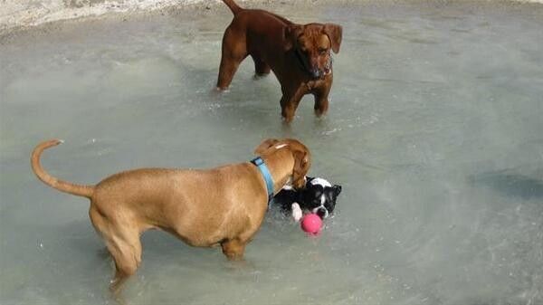 Midrand Dog Training School (Johannesburg,Gauteng Close To Centurion,Woodmead)