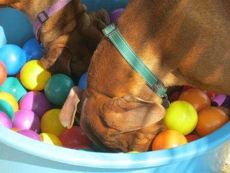 Midrand Dog Training School (Johannesburg,Gauteng Close To Centurion,Woodmead)
