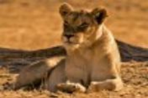 Meiki Tours & Safaris