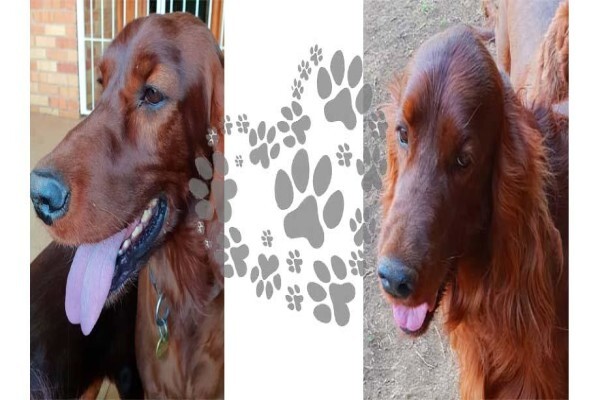 Meiomie Irish Setters