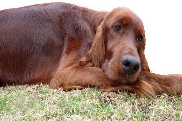 Meiomie Irish Setters