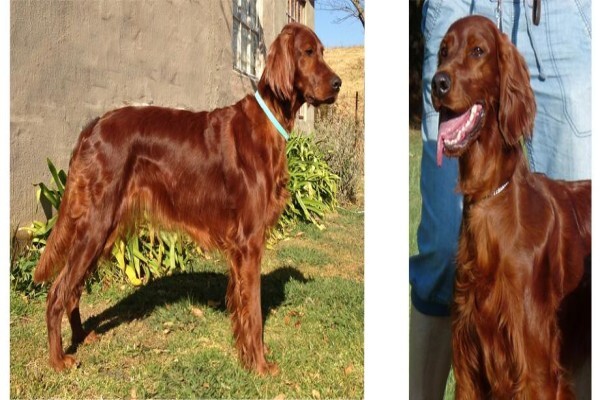 Meiomie Irish Setters