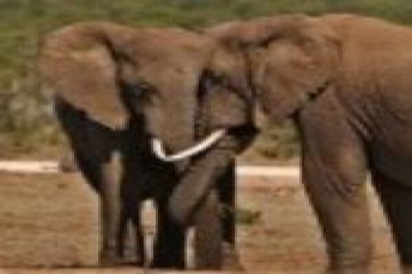Meiki Tours & Safaris
