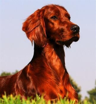 Meiomie Irish Setters