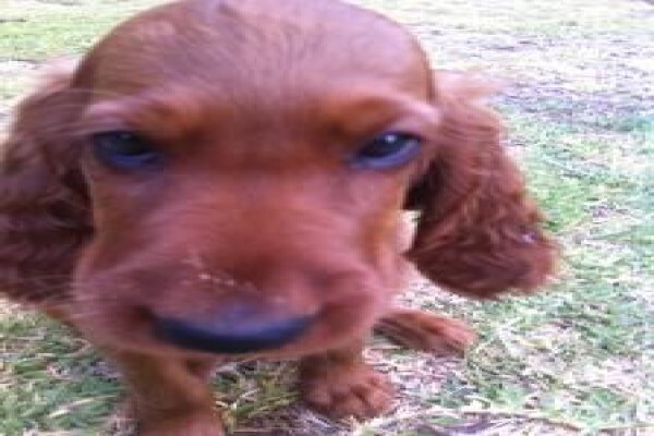 Meiomie Irish Setters