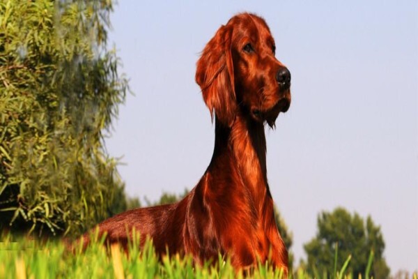 Meiomie Irish Setters